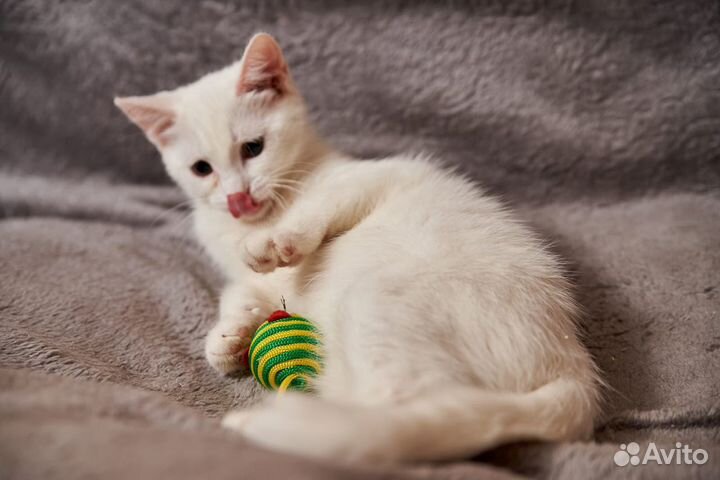 Белый котенок в добрые руки