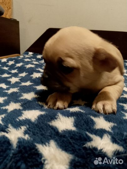 Щенки чихуа хуа