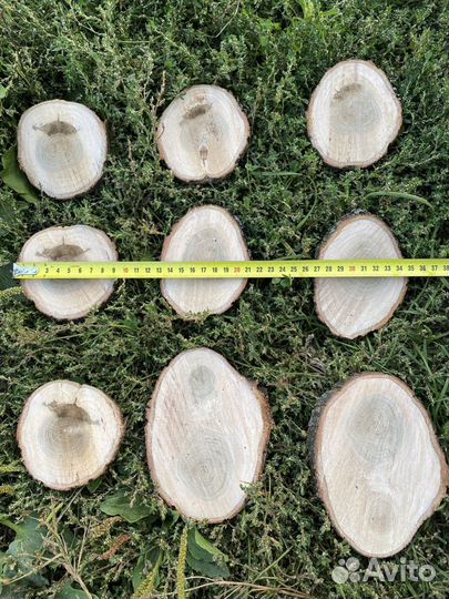 Спилы дуба, березы, можжевельника, клёна