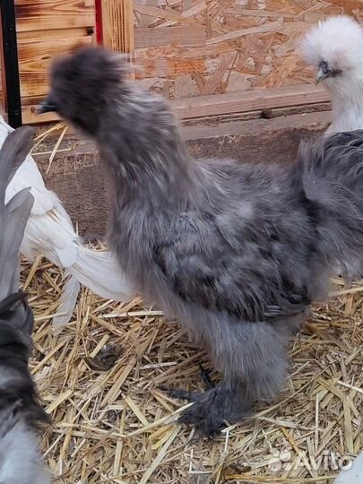 Продам петуха Китайского шелкового