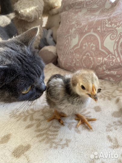 Цыплята кур несушек месячные