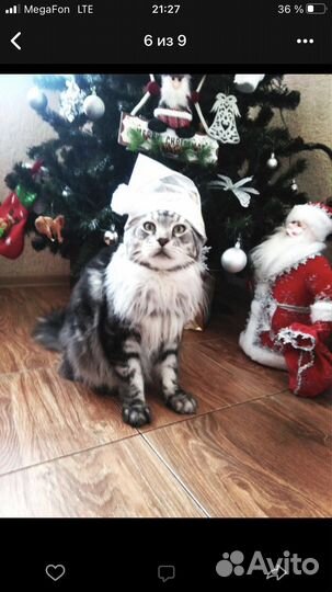 Вязка. Мейкун