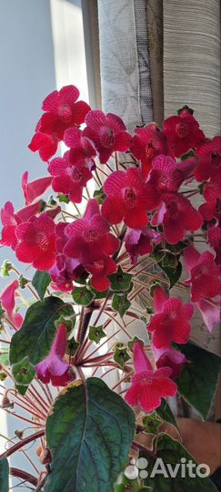 Продам цветы комнатные