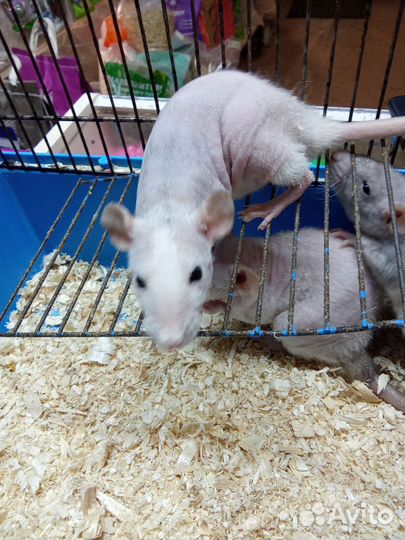 Крыса сфинкс