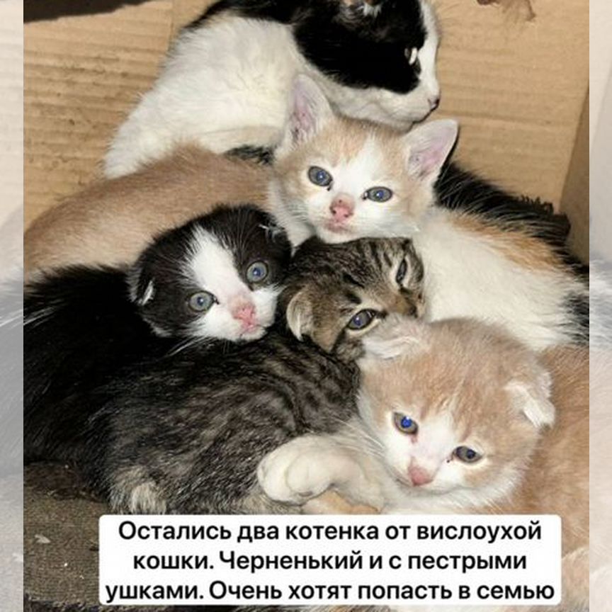 Котята в добрые руки