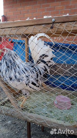 Продажа петухов
