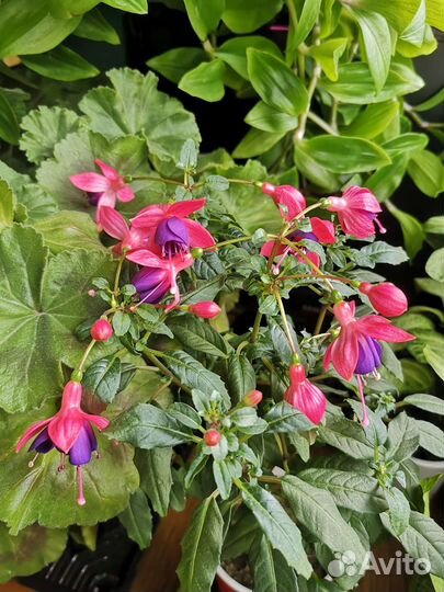 Черенки сортовых фуксий