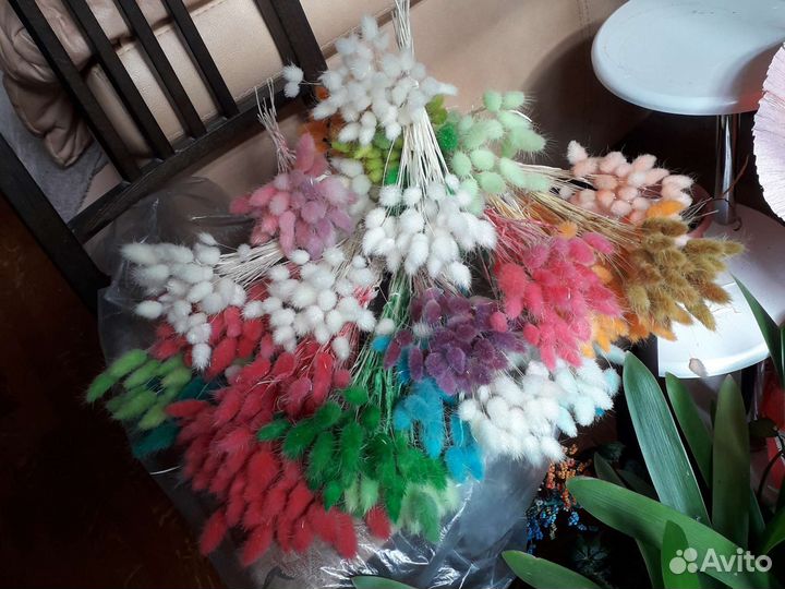 Лагурус сухоцветы