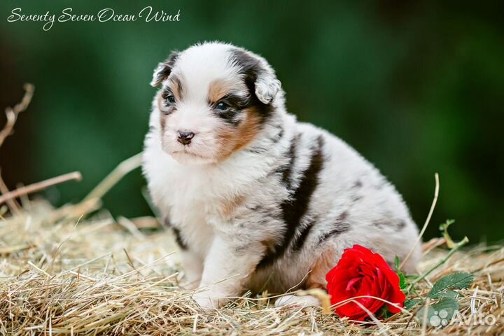 Австралийская овчарка (аусси) щенки