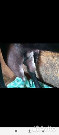 Козы дойные Камори 50%