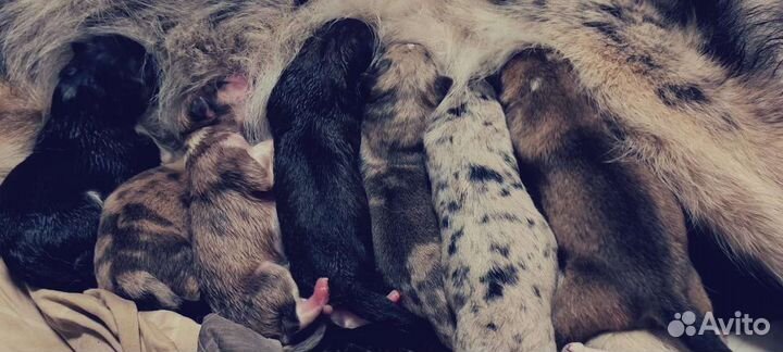 Щенки Аусси