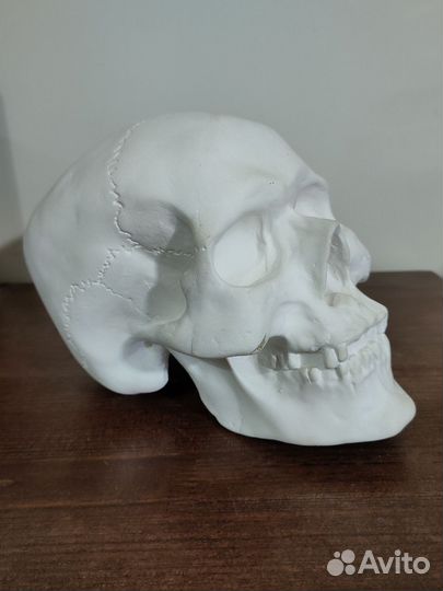 Гипсовые фигуры для рисования, экорше