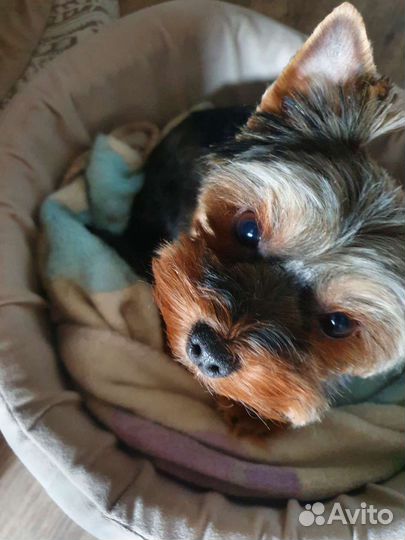 Передержка кошек и собак домашняя. Зоогостиница