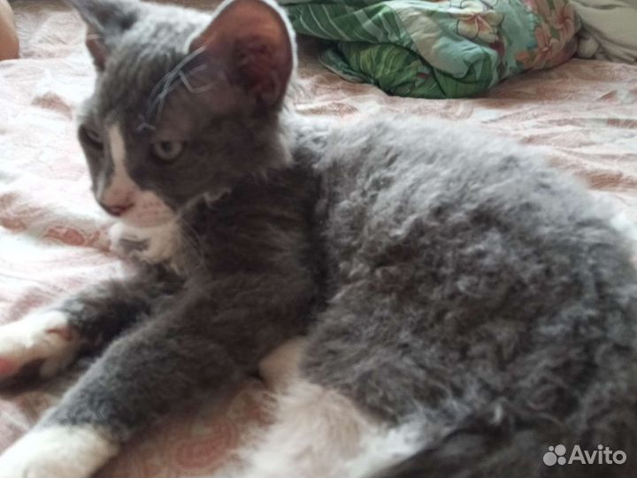 Котенок ищет руки)