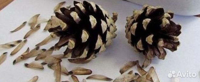 Доставка семян лиственницы