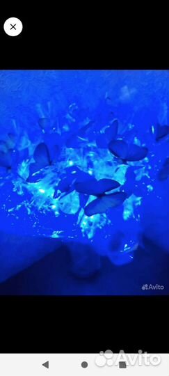 Букет из бабочек