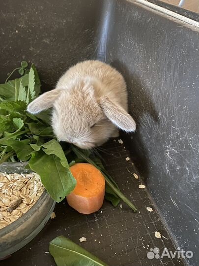 Декоративные кролики вислоухий баран