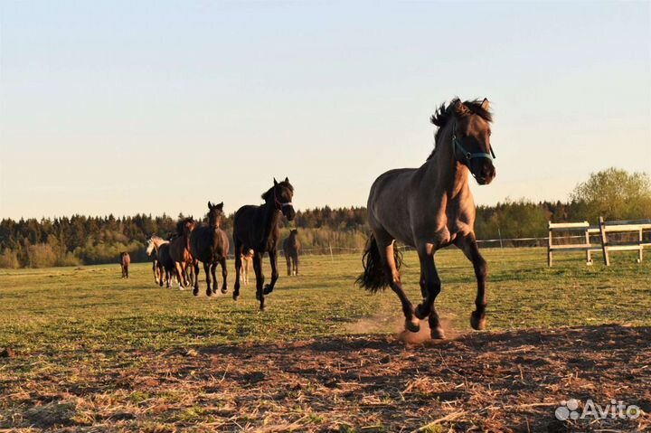 Постой лошадей в спб