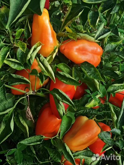 Семена сладкого перца