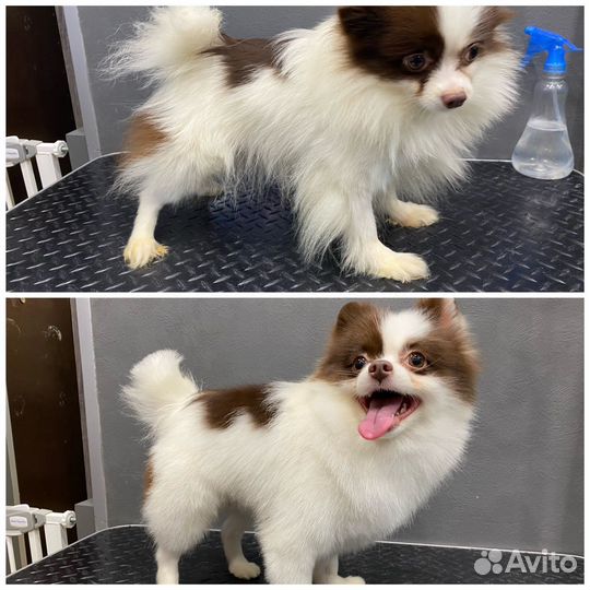 Грумминг с выездом на дом