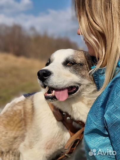 Самый красивый пёс приюта ищет дом