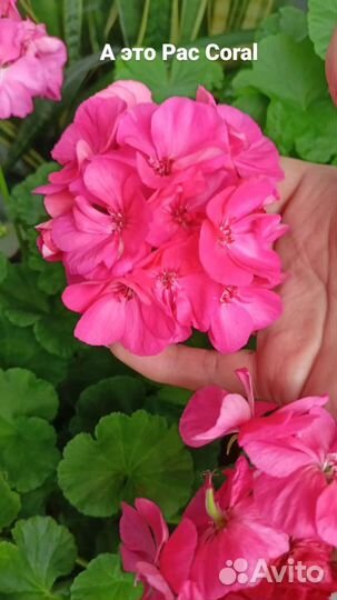 Пеларгония сортовая