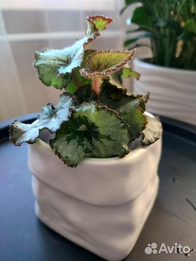 Бегония декоративно лиственная