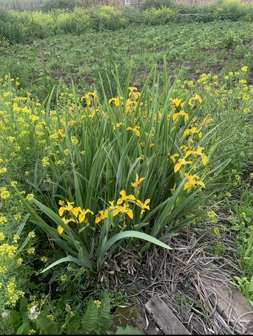 Дача 12 м² на участке 13,5 сот.