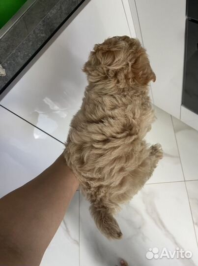 Мальтипу f1 mini девочка