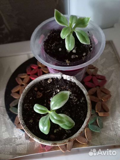 Аптения вариегатная и портулакария