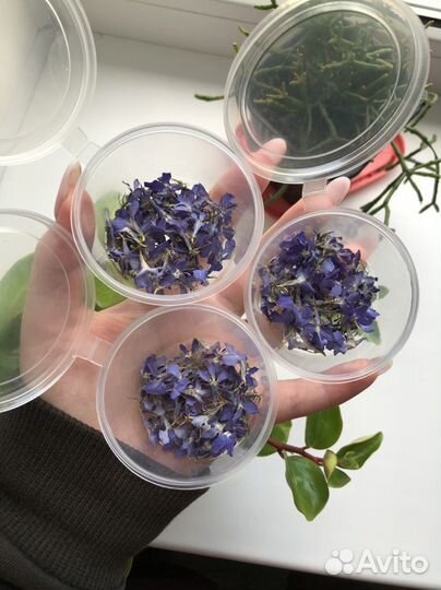 Сухоцветы лобелии синей