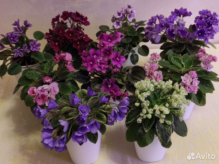 Набор стартеров мини и полумини фиалок