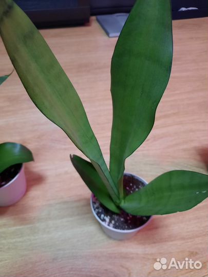 Сансевиерия муншайн