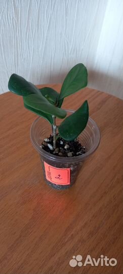 Фикус Триангулярис Грин Дрим (Кокетка)