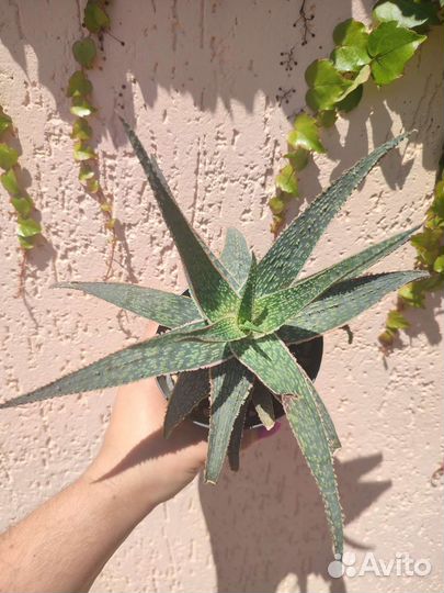 Алое декоративные сорта