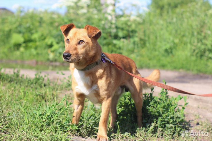 Робин ищет дом