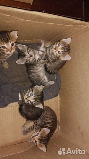 Продам мать шатланка, отец вислаухий британец