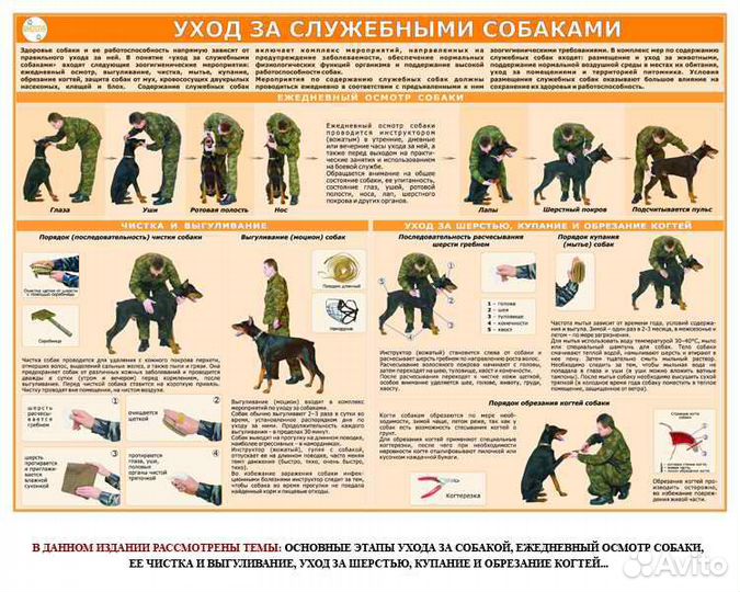 Плакаты по кинологии (комплект)