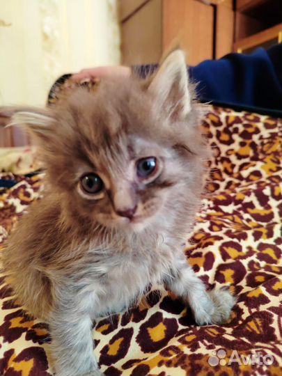 Котенок мальчик