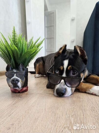 Кашпо для суккулентов