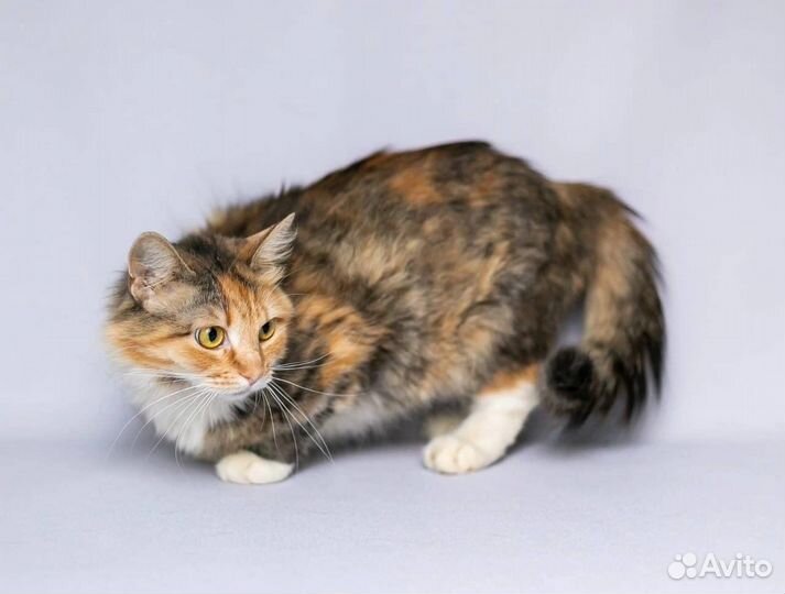 Молодая кошечка Марта