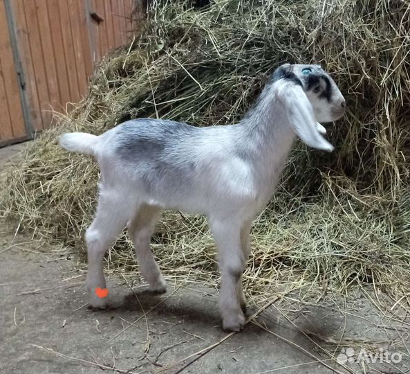 Англо-Нубийские козочки и козлики
