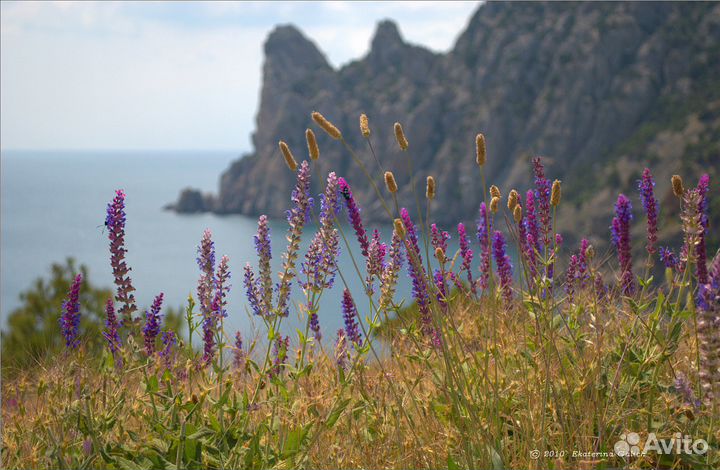 Мед фиолентовский, горный крымский