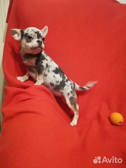 Чихуахуа(голубое мерле)