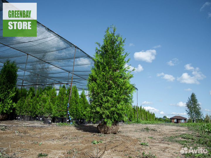 Туя брабант 200 см свежая копка 2023