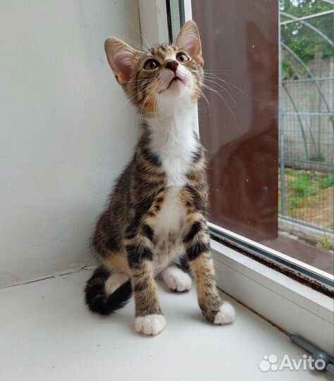 Котенок мальчик