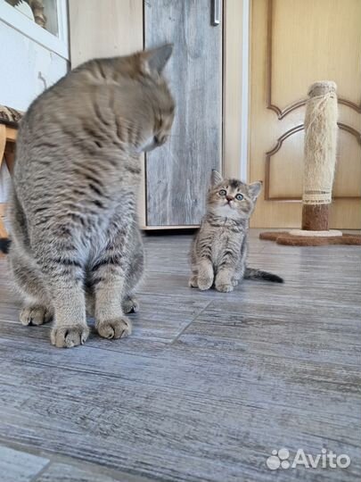 Шотландская кошечка