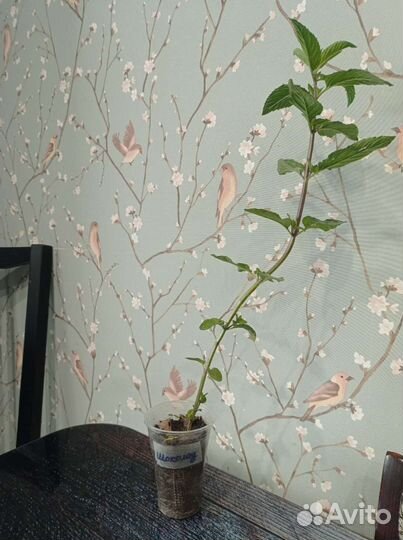 Мята кудрявая