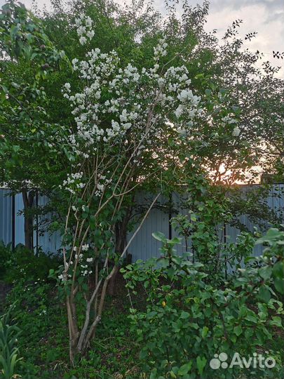 Большой куст махрового жасмина