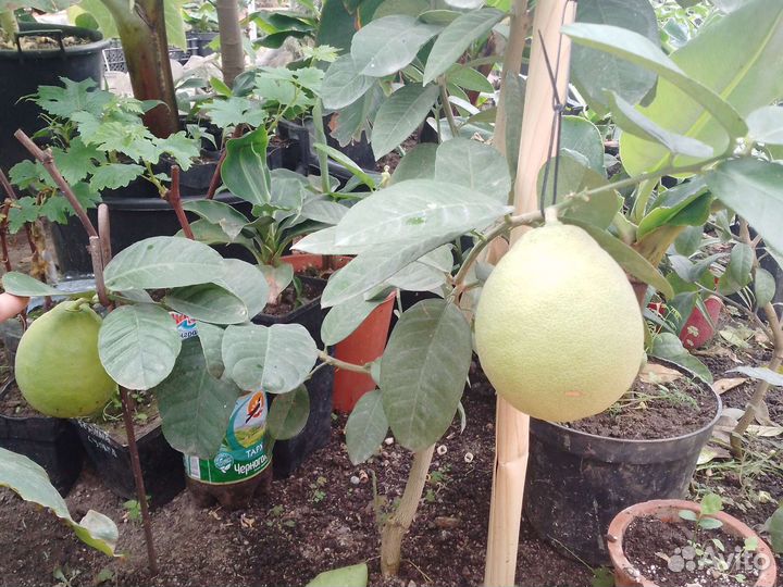 Черенки цитрусовых (можно с прививкой)